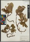 Foto von Salix arctica Pall.
